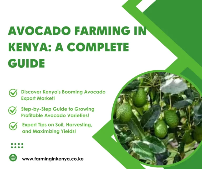 Avocado Farming in Kenya