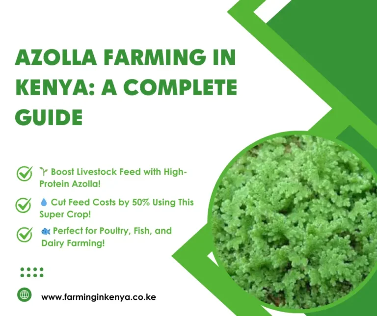 Azolla Farming in Kenya