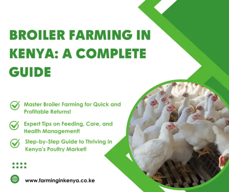 Broiler farming in kenya
