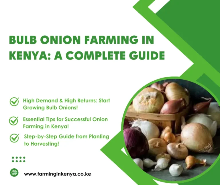 Bulb onion Farming in Kenya