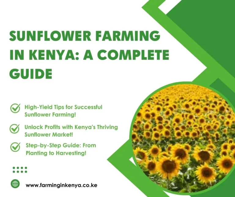 Sunflower Farming in Kenya: A Complete Guide