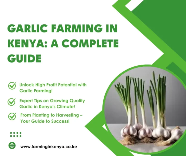 Garlic Farming in Kenya