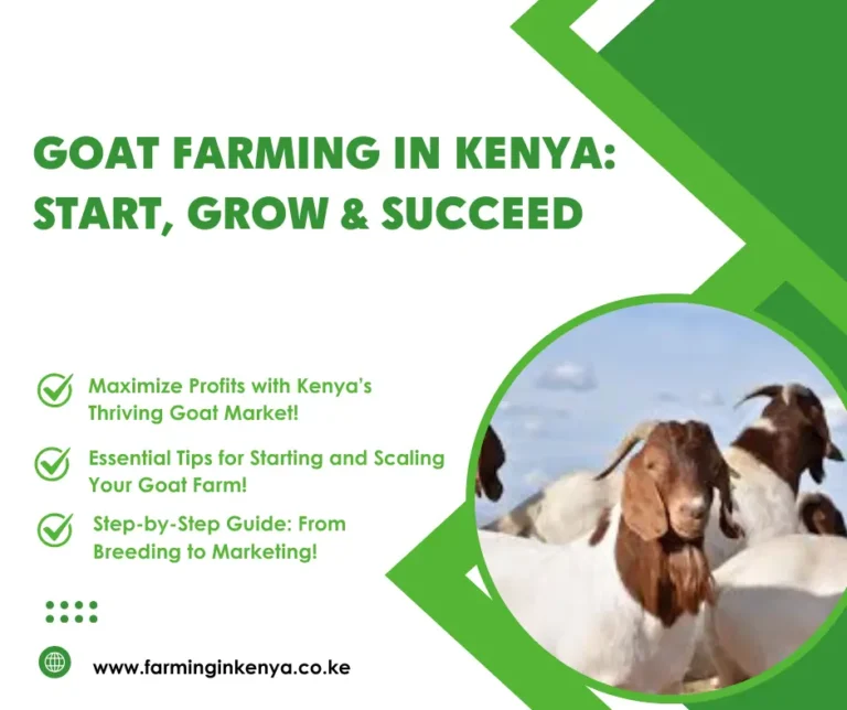 Goat Farming in Kenya