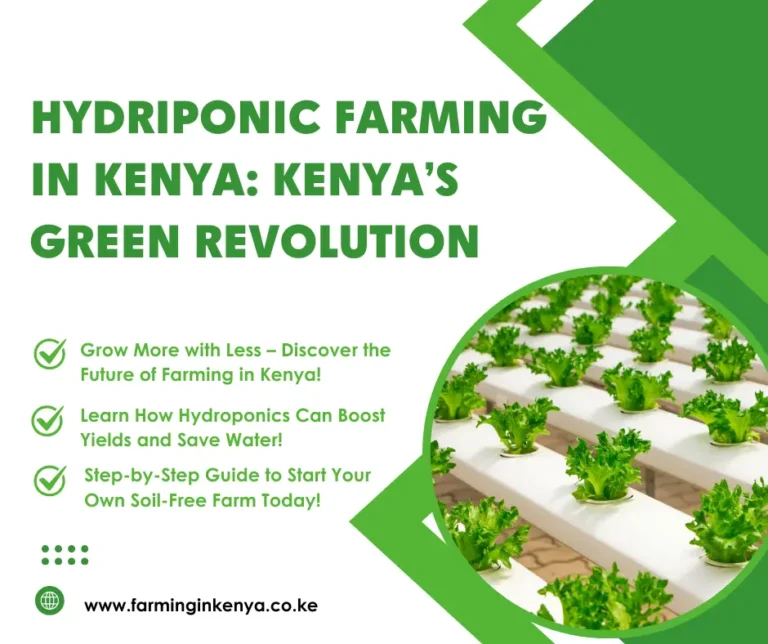 Hydroponic Farming in Kenya: A Complete Guide