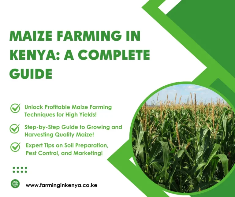 Maize Farming in Kenya: A Complete Guide
