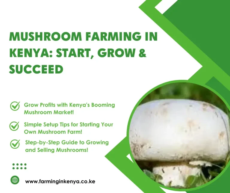 Mushroom Farming in Kenya: A Complete Guide