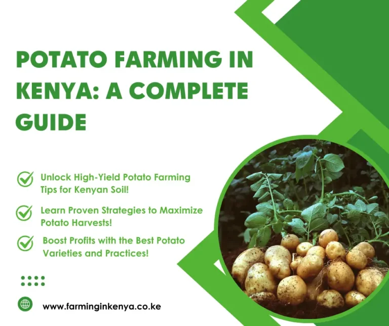 Potato Farming in Kenya