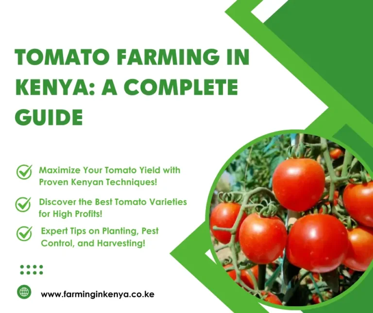 Tomato Farming in Kenya