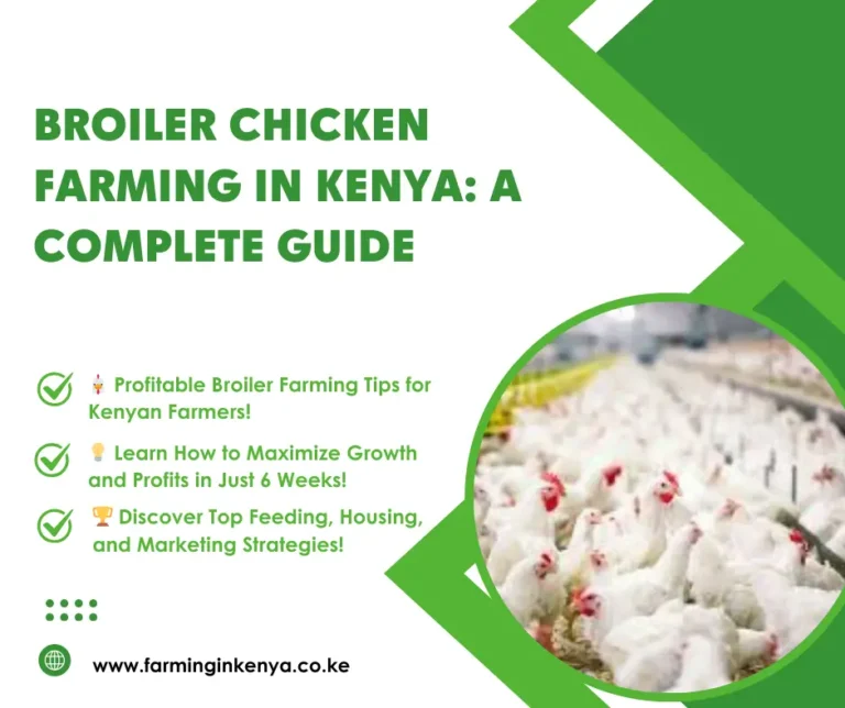 broiler Farming in Kenya