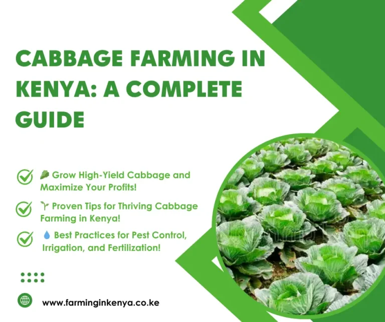 cabbage Farming in Kenya