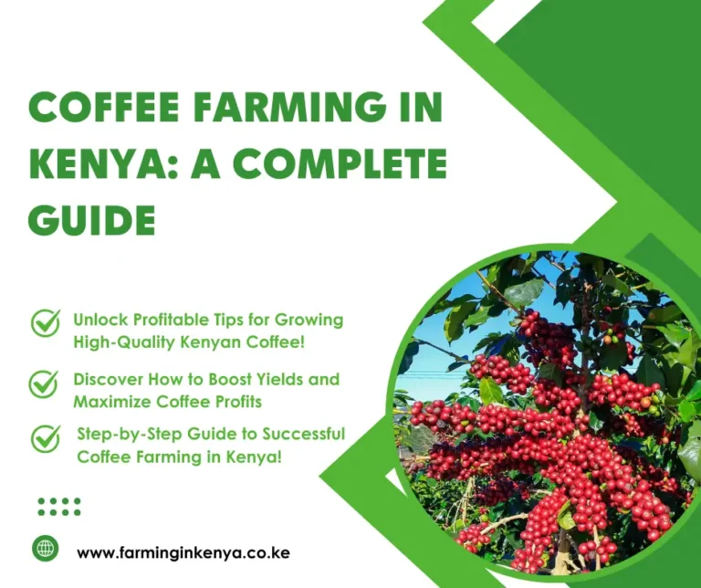 Coffee Farming in Kenya: A Complete Guide