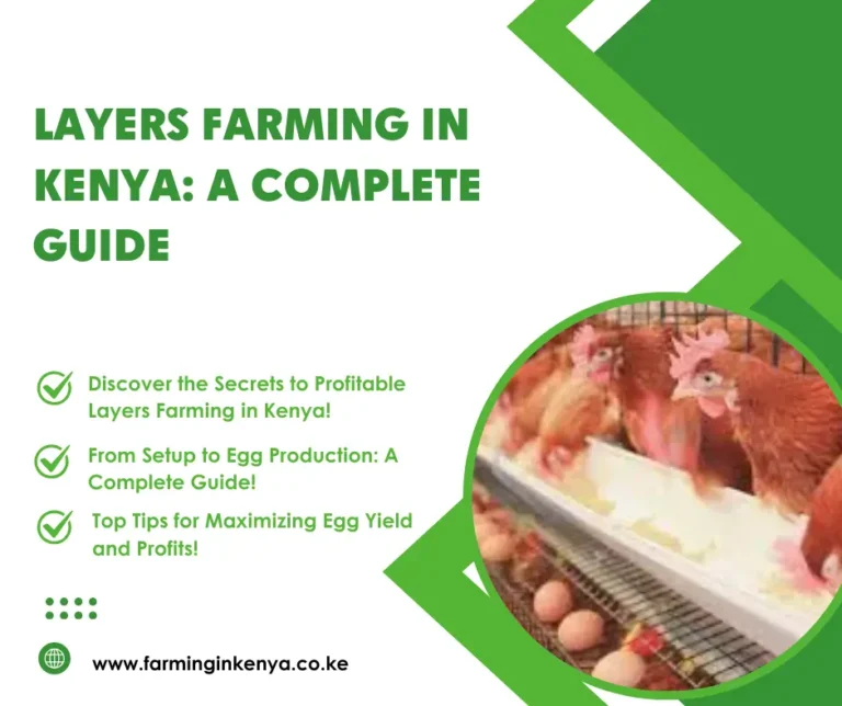 Layers Farming in Kenya: A Complete Guide