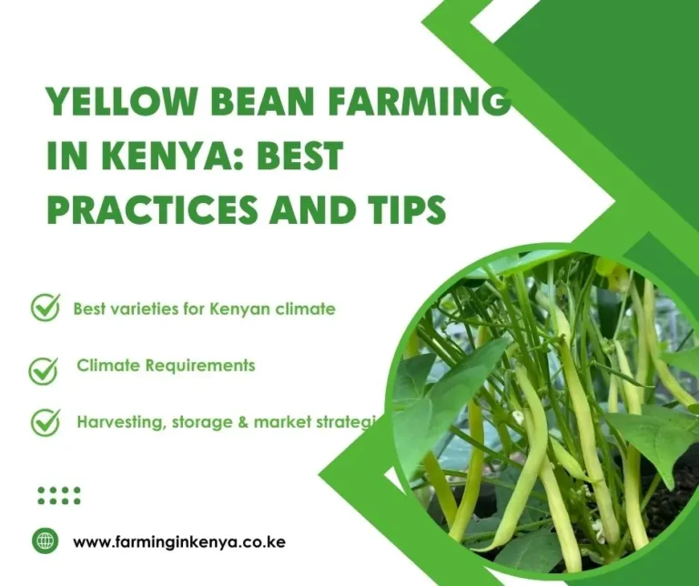 Yellow Beans Farming in Kenya: A Complete Guide