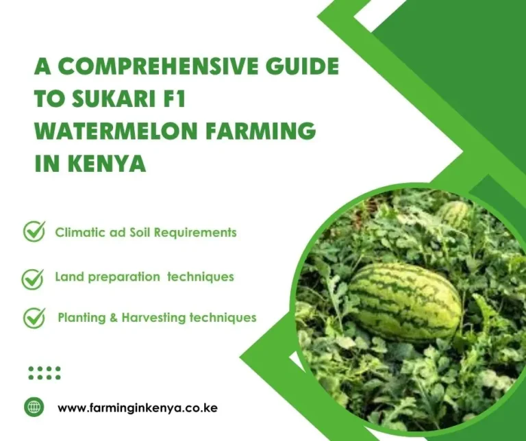 Sukari F1 Watermelon Farming in Kenya: A Complete Guide