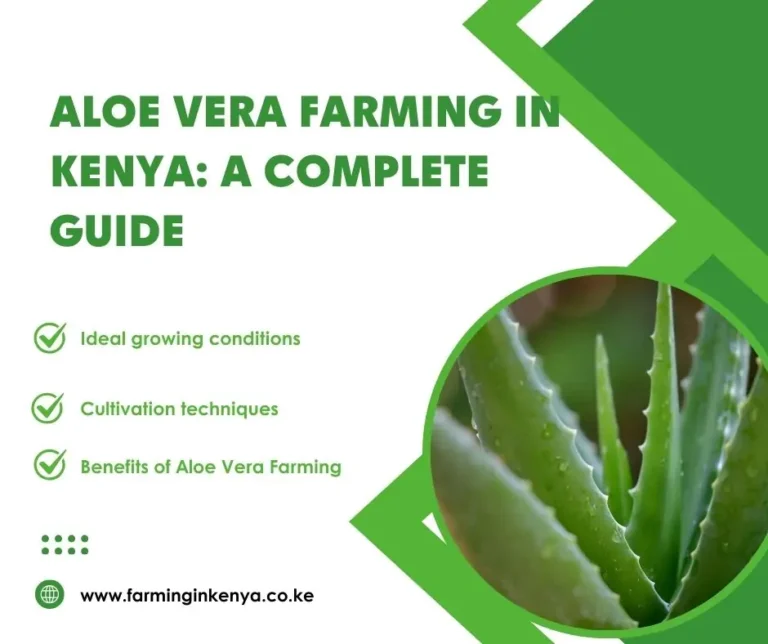 Aloe Vera Farming in Kenya: A Complete Guide