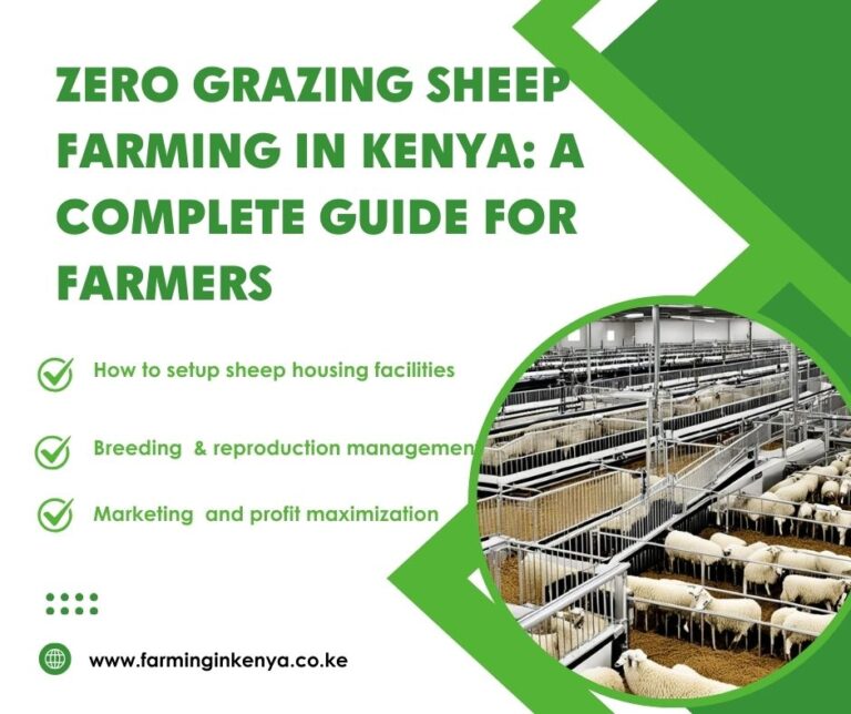 Zero Grazing Sheep Farming in Kenya: A Complete Guide