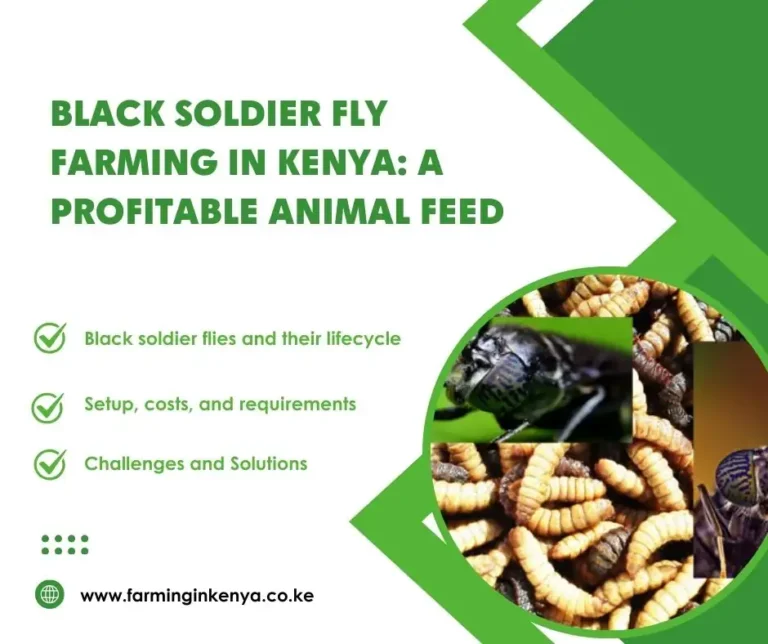 Black Soldier Fly Farming in Kenya: A Profitable Animal Feed