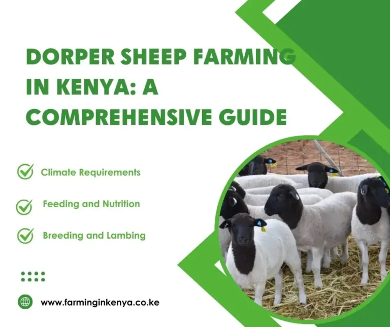 Dorper Sheep Farming in Kenya: A Complete Guide