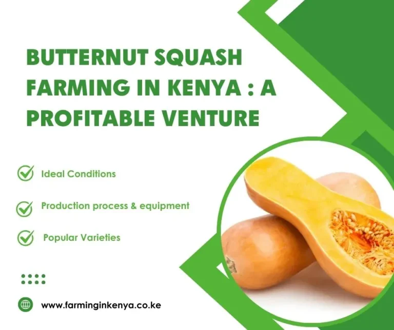 Butternut Squash Farming in Kenya: A Complete Guide