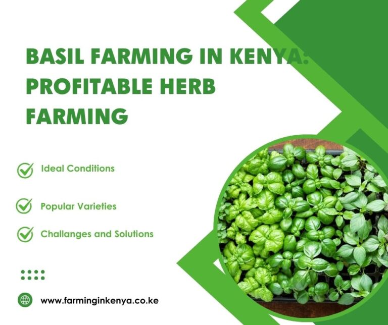 Basil Farming in Kenya : A Profitable Herb Farming