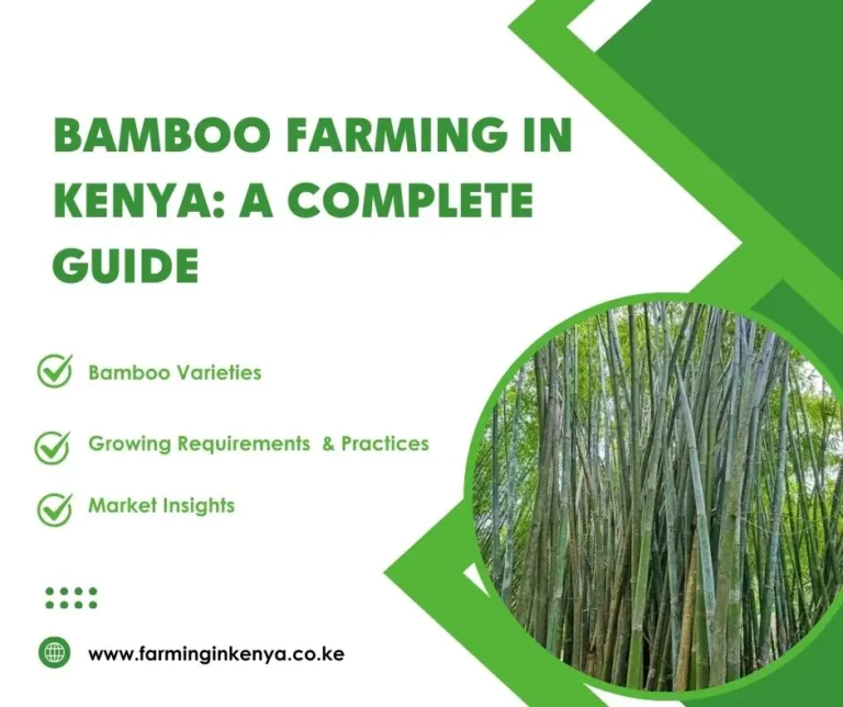 Bamboo Farming in Kenya: A Complete Guide to Sustainable Profitability