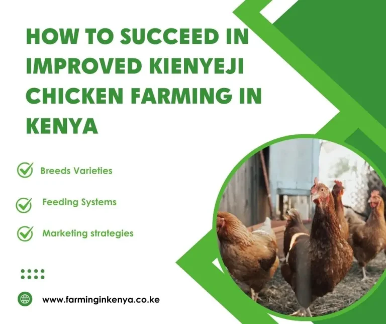 How to Succeed in Improved Kienyeji Chicken Farming in Kenya