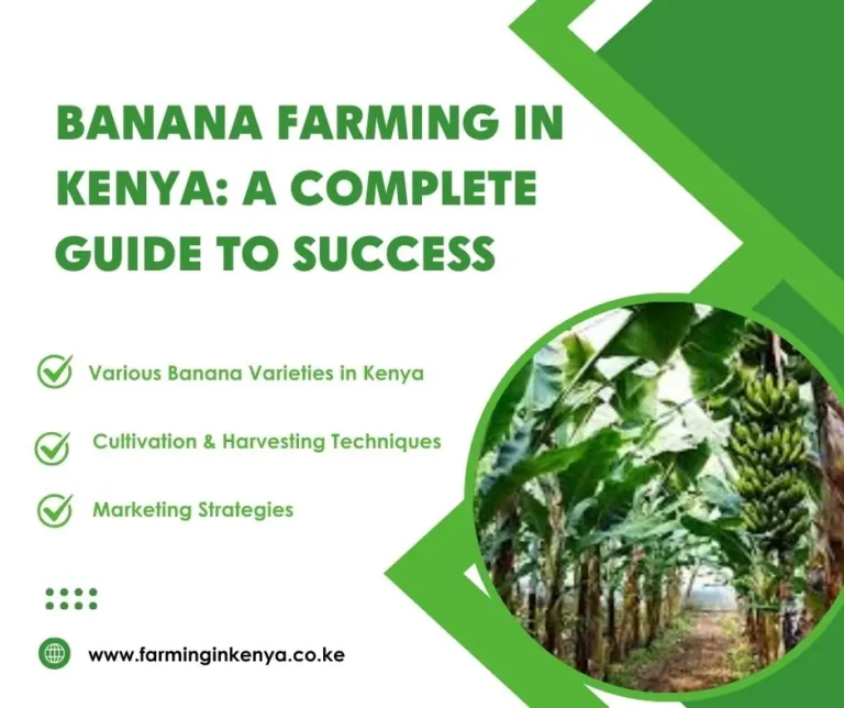 Banana Farming in Kenya: A Complete Guide to Success