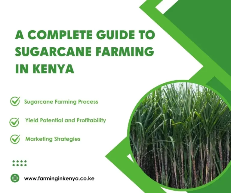 A Complete Guide to Sugarcane Farming in Kenya 