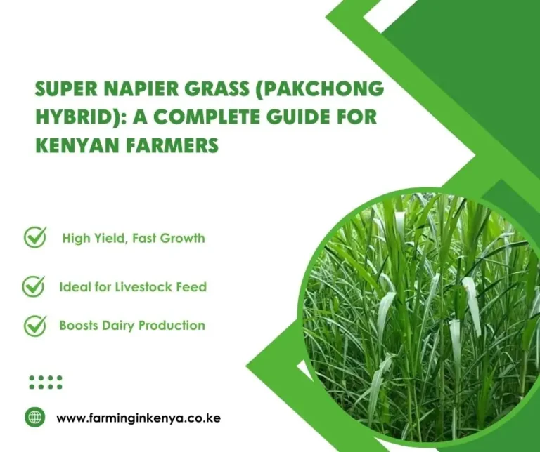 Super Napier Grass (Pakchong Hybrid): A Complete Guide