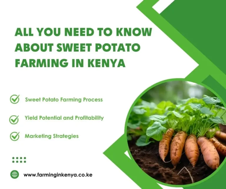 All You Need to Know About Sweet Potato Farming in Kenya
