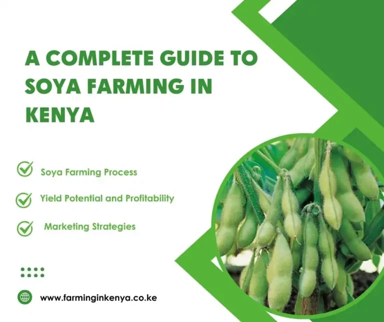 A Complete Guide to Soya  Farming in Kenya
