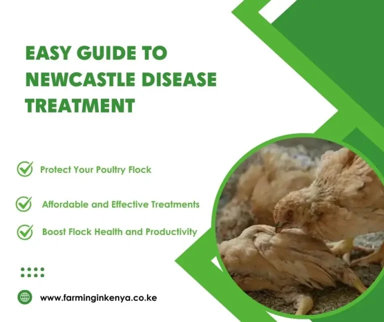 Newcastle Disease Treatment : Easy Guide to Managing