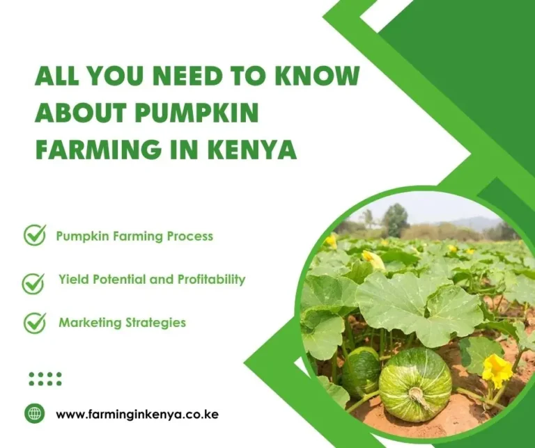 Pumpkin Farming in Kenya: Best Practices and Tips