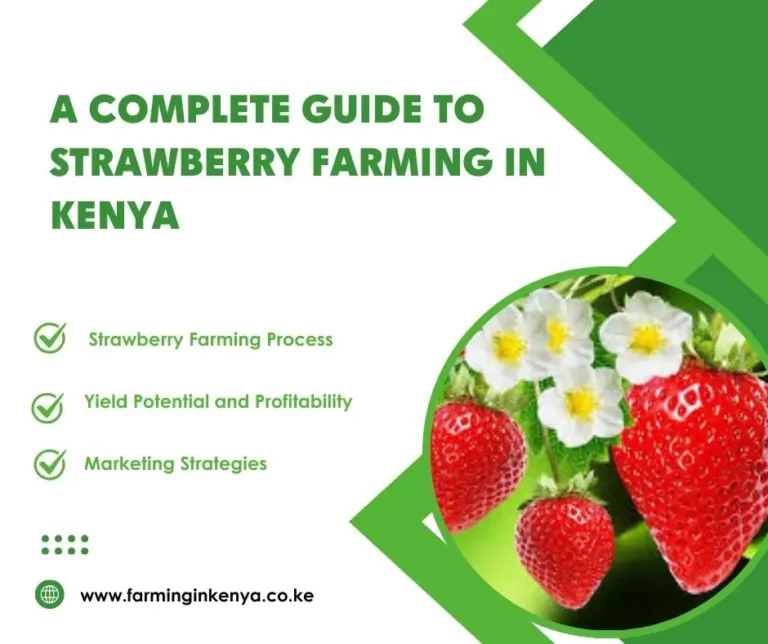 A Complete Guide to Strawberry Farming in Kenya