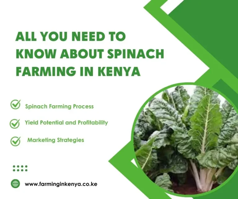 All You Need to Know About Spinach Farming in Kenya
