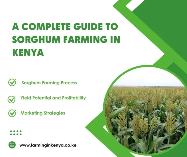 A Complete Guide to Sorghum Farming in Kenya