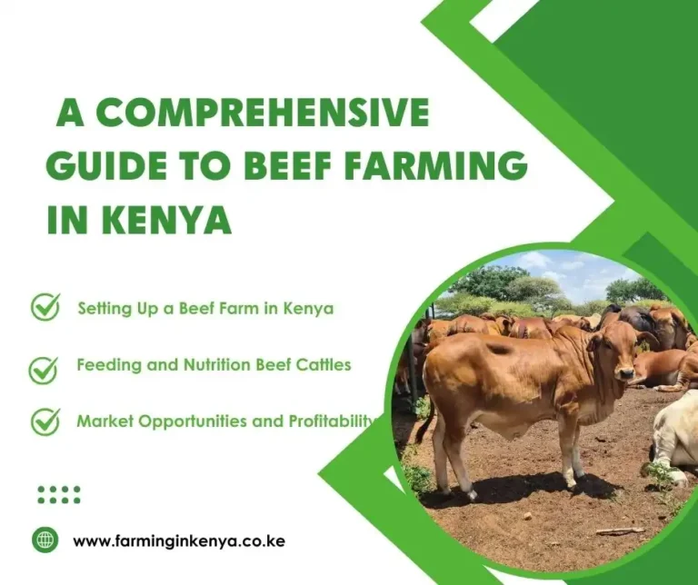 Beef Farming in Kenya: All You Need to Know