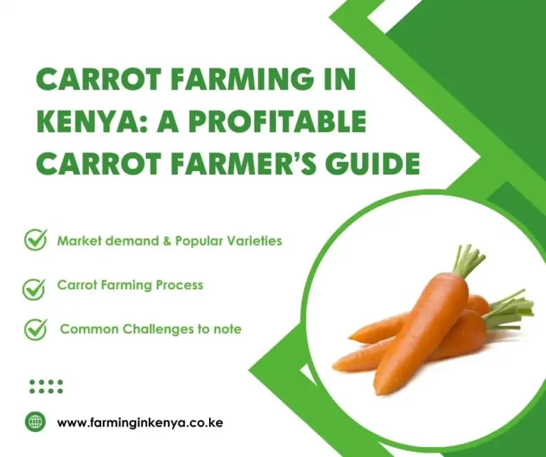 Carrot Farming in Kenya: A Profitable Carrot Farmer’s Guide