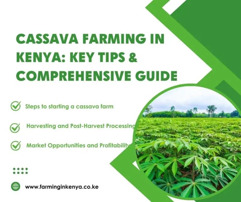 The Ultimate Guide to Cassava Farming in Kenya