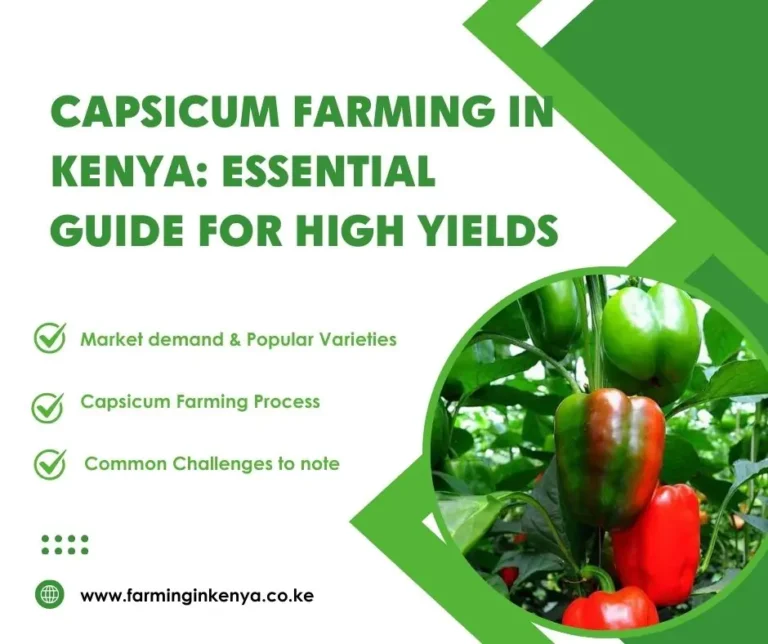 Capsicum Farming in Kenya: Step-by-Step Success Guide