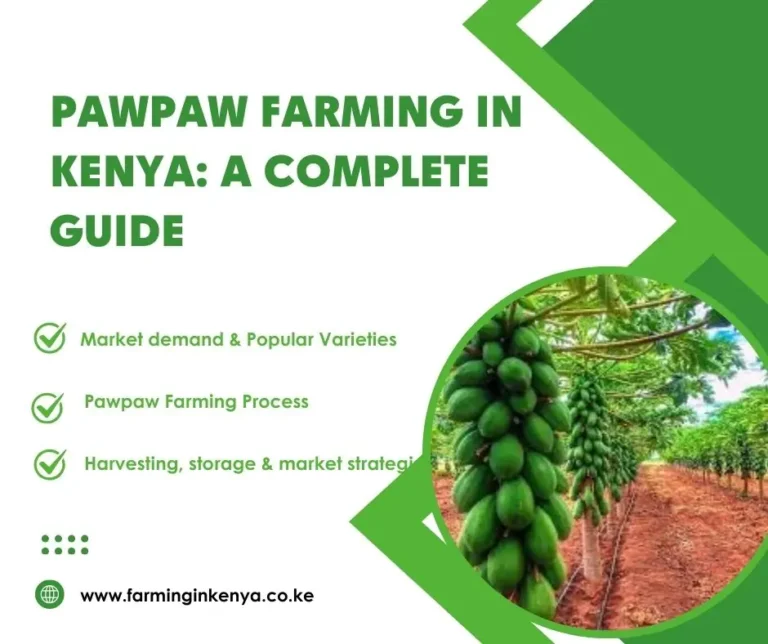 Pawpaw Farming in Kenya: Grow & Profit from Papaya Farming