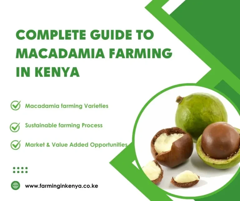 Complete Guide to Macadamia Farming in Kenya