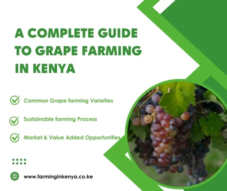 A Complete Guide to Grape Farming in Kenya