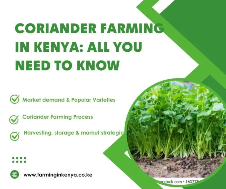Coriander Farming in Kenya: All You Need to Know