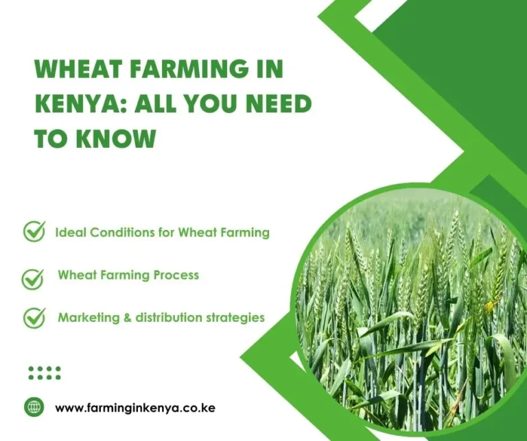 Wheat Farming in Kenya: All You Need to Know