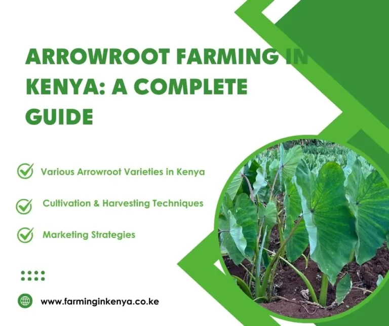 Arrowroot Farming in Kenya: A Complete Guide