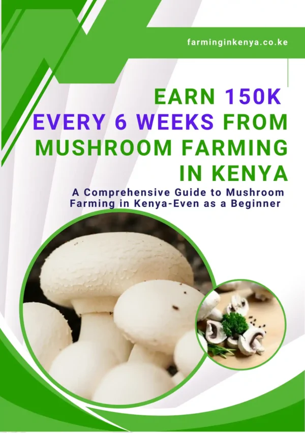 Earn 150k Every 6 Weeks From Mushroom Farming in Kenya - Image 2