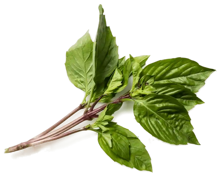 Types of Herbs to Farm in Kenya-01