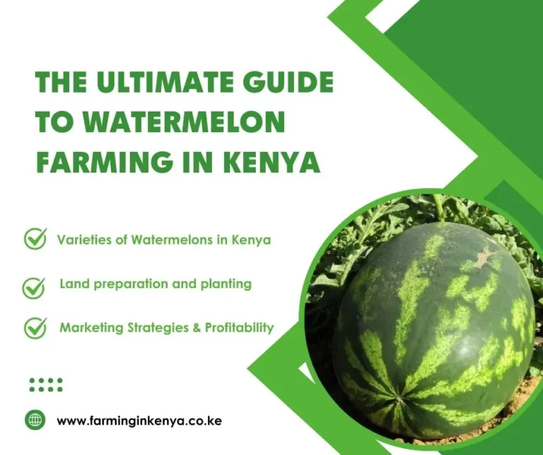 Watermelon Farming in Kenya: Step-by-Step Success Guide For 2025 | PDF Guide Included | Profit Per Acre Discussed