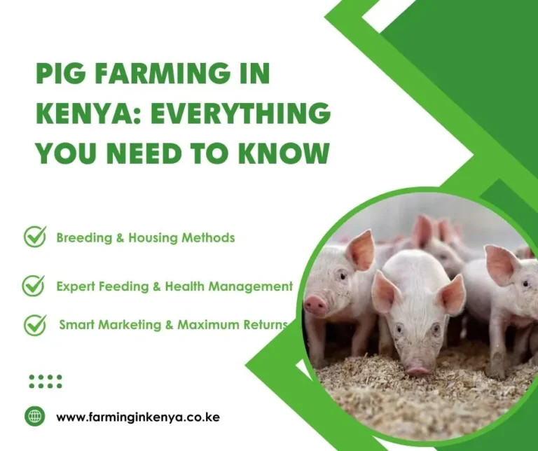 The Ultimate Guide to Pig Farming in Kenya: Everything You Need to Know